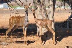 H. E. Sheikh Butti Maktoum's Wildlife Center