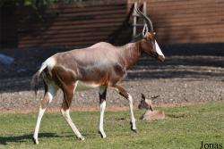 H. E. Sheikh Butti Maktoum's Wildlife Center (P)