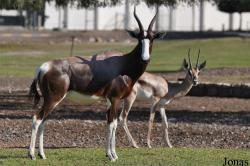 H. E. Sheikh Butti Maktoum's Wildlife Center (P)