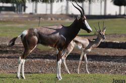 H. E. Sheikh Butti Maktoum's Wildlife Center (P)