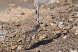 H. E. Sheikh Butti Maktoum's Wildlife Center