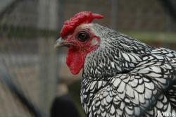 Poule Sebright