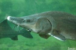 Aquarium du Périgord Noir