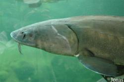 Aquarium du Périgord Noir