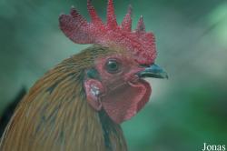 Poule Gauloise