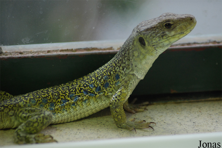 Reptiland