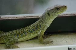 Reptiland