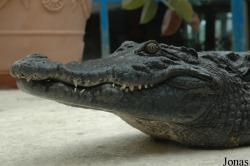 Reptiland
