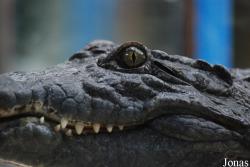 Reptiland