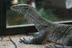 Reptiland