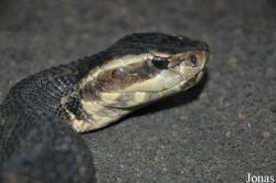 Agkistrodon piscivorus