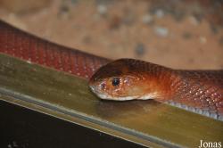 Naja pallida