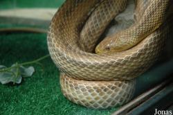 Reptiland