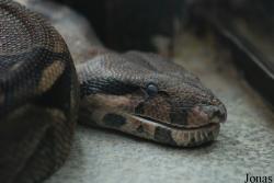 Boa constrictor imperator