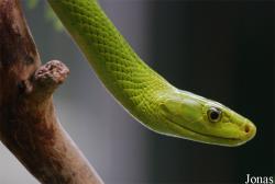 Reptiland