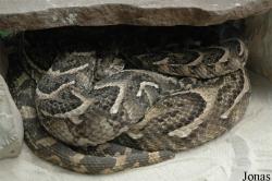 Reptiland
