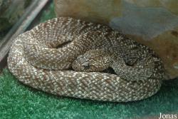 Reptiland