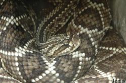 Crotalus durissus