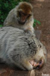 La Forêt des Singes