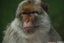 La Forêt des Singes