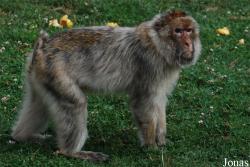 La Forêt des Singes