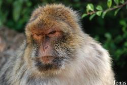 La Forêt des Singes