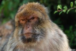 La Forêt des Singes