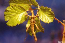Heteropterygidae