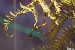 Heteronemiidae