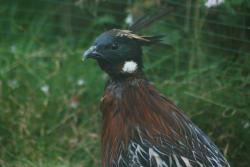 Terre des Oiseaux