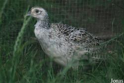 Phasianus colchicus formosanus