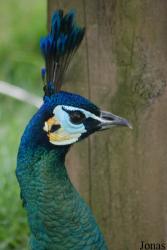 Terre des Oiseaux