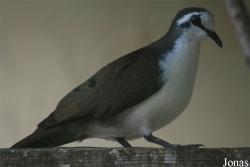 Terre des Oiseaux