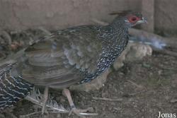 Terre des Oiseaux