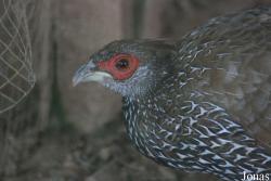 Terre des Oiseaux