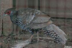 Terre des Oiseaux