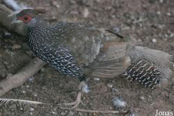 Terre des Oiseaux