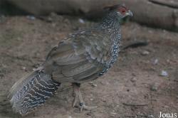 Terre des Oiseaux