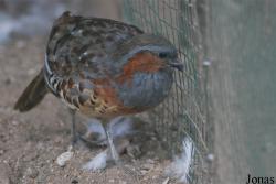 Terre des Oiseaux