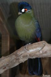 Terre des Oiseaux