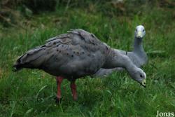 Terre des Oiseaux
