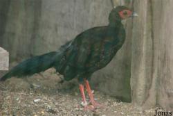 Terre des Oiseaux