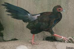 Lophura edwardsi x nycthemera