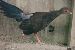 Terre des Oiseaux