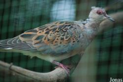 Terre des Oiseaux