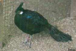 Terre des Oiseaux