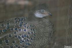 Terre des Oiseaux