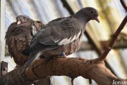 Patagioenas corensis