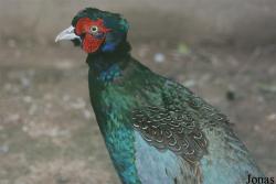 Phasianus versicolor