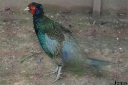 Terre des Oiseaux